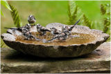 Long-tailed Tits