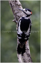 Greater Spotted Woodpecker