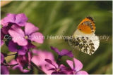 Orange Tip, male