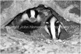 Badger Cubs at their Sett