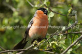 Bull Finch, Male