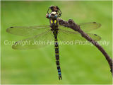 Common Hawker