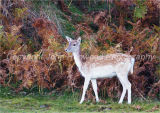 Fallow Deer
