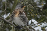 Fieldfare
