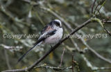 Longtailed Tit