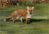 Dog Fox