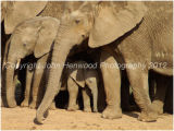 Elephants Protecting Their Young