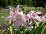 Lilly