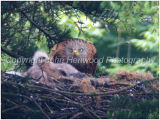 Red Kite with chicks