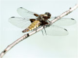 Broard-Bodied Chaser