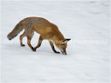 Red Fox