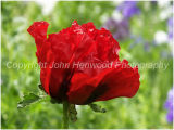 Papaver orientale 'Beauty of livermere'
