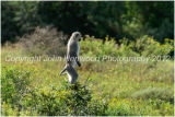 Vervet Monkey On Look Out Duty