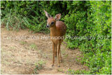 Duiker