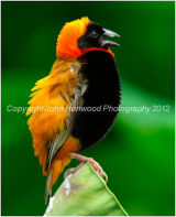 (Southern) Red Bishop Bird