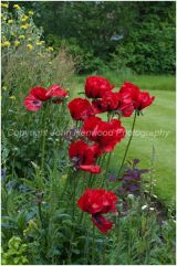 Papaver orientale 'Beauty of livermere'