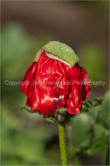 Papaver orientale 'Beauty of livermere'
