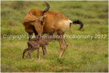 Red Hartebeest Cow with newborn calf