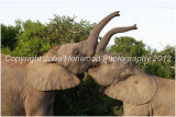 Young Elephants Sparring