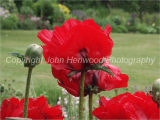 Papaver orientale 'Beauty of livermere'
