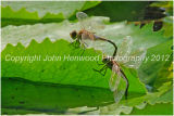 Black Percher Dragonfly