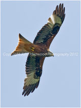 Red Kite
