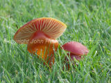 Wax Cap on Mature Pasture
