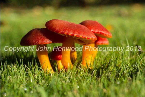 Wax Cap on Mature Pasture