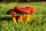 Wax Cap on Mature Pasture