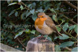 Robin