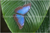Blue Morpho