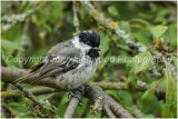 Juvenile Great Tit