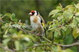 Gold Finch