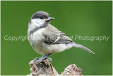 Juvenile Great Tit