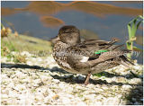 Mallard,Female