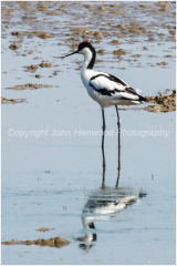 Avocet