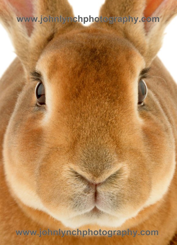 Kent Rabbit & Pet Photography