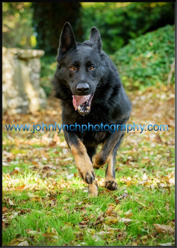 Pet Photographer Kent