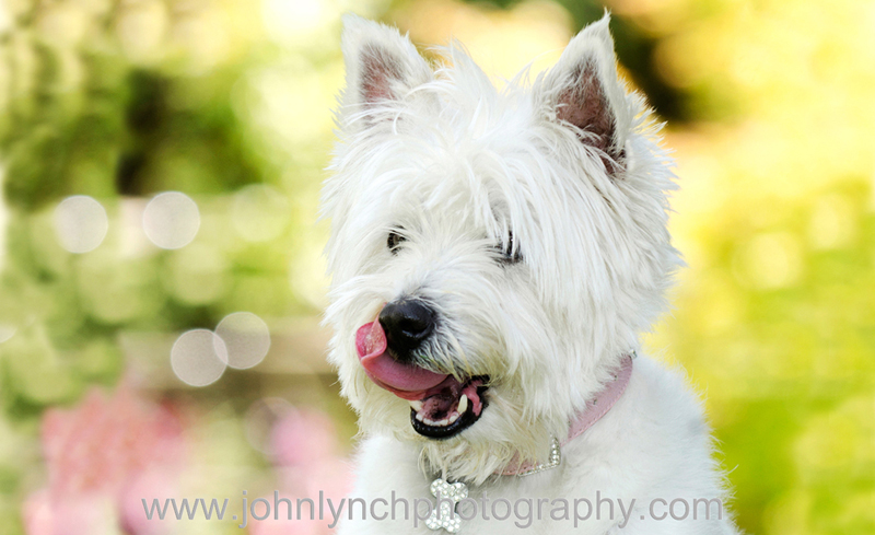 Pet Photography Ashford Kent