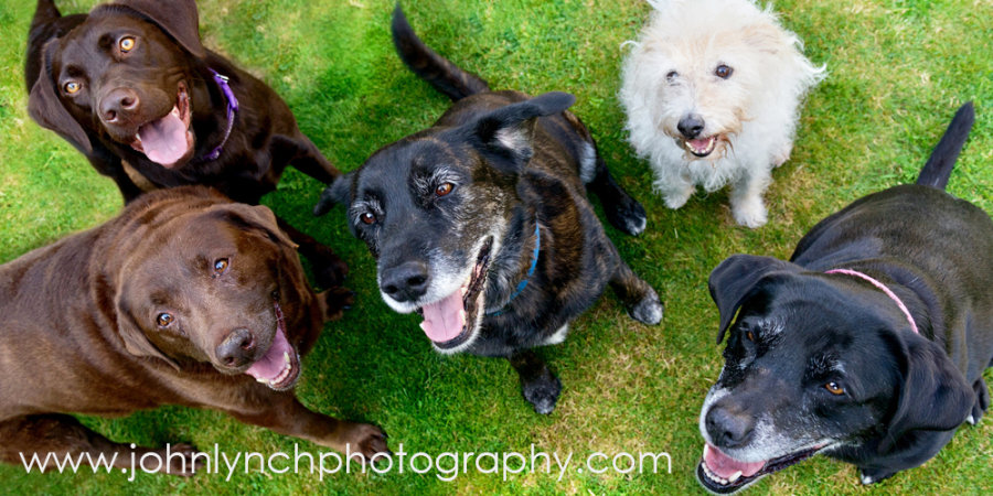 Pet Photography Ashford Kent