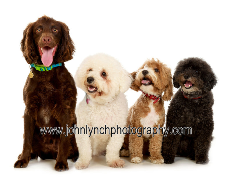 Pet Photography Ashford Kent