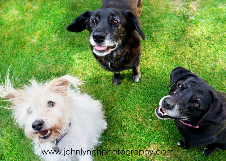 Pet Photography Ashford Kent