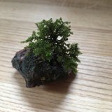 Incidental Sculptures