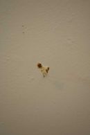 field (detail) popcornpick