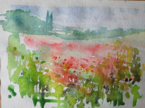 Poppies in the Moss Valley
