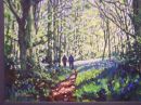 SOLD.Bluebell Wood.Moss Valley,Derbyshire