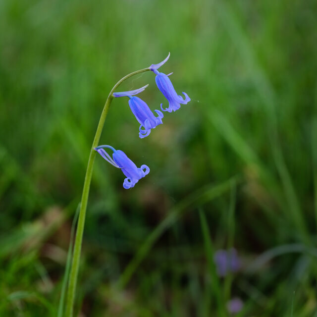 Bluebell