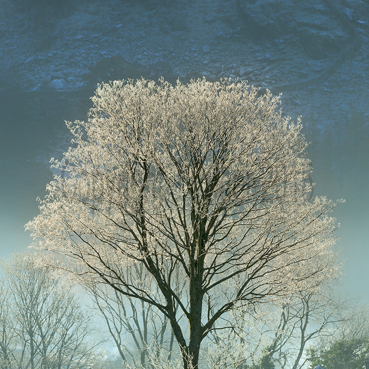0090 Borrowdale Stonethwaite Hoar Frost