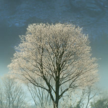 0090 Borrowdale Stonethwaite Hoar Frost