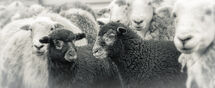 0277 Herdwick Lambs Cumbria